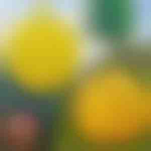 6-Pack hangende vliegenvallen | BUGIORB