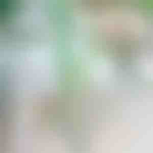 Stopper tegen omvallende planten | ROOTZI