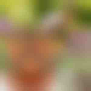 Højdejusterbare blomsterpotter (3 stk) | PLANTUP