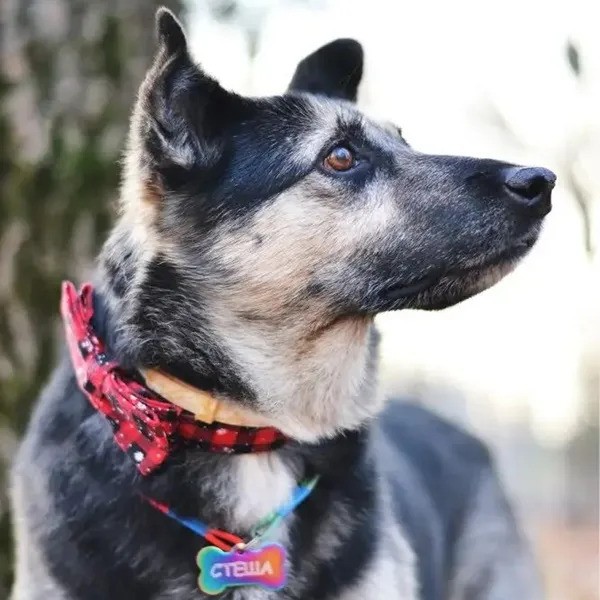 Hundehalsbånd til festlige lejligheder